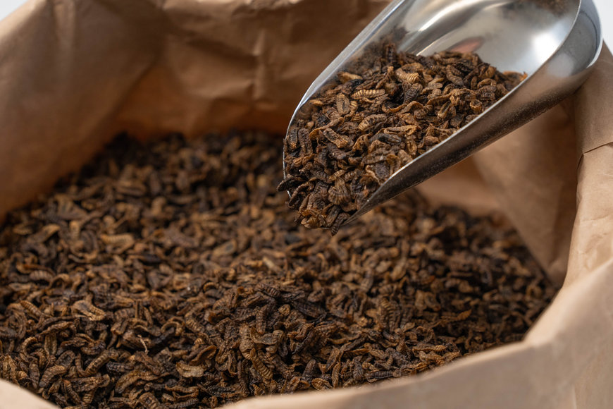 Agroloop commissions Bühler to provide proven insect rearing technology